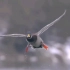 【鸟类视频】在慢动作镜头下的飞羽时间