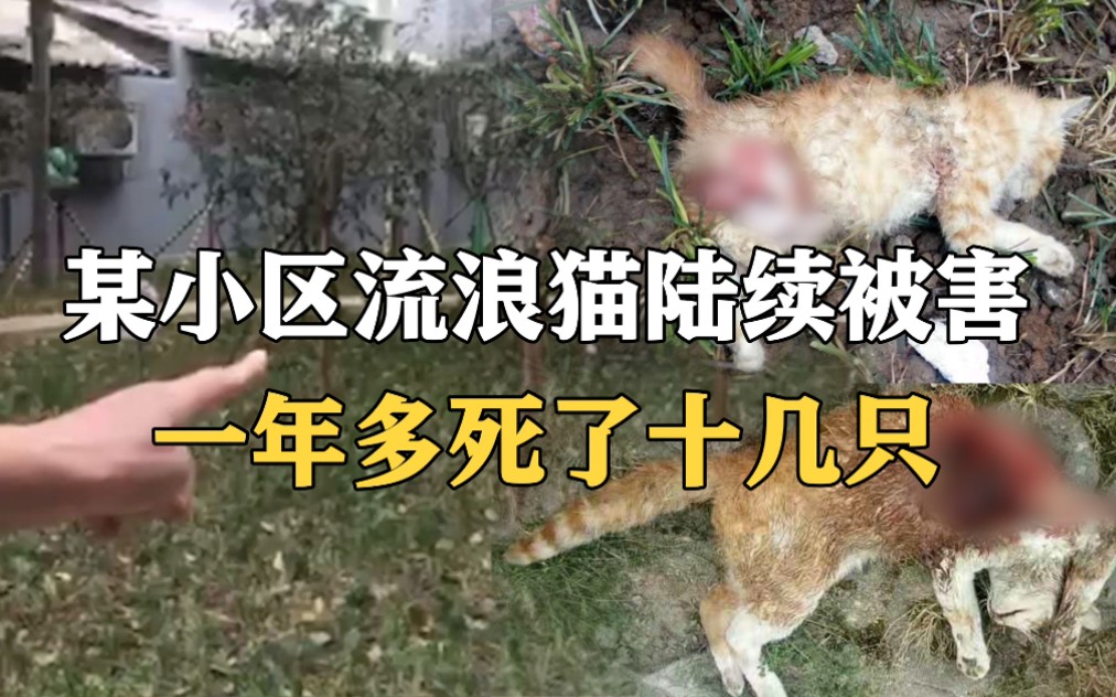 西安某小区，一年多时间，十几只流浪猫陆续被人打死