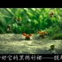 《昆虫备忘录》语文三年级下册同步教辅视频