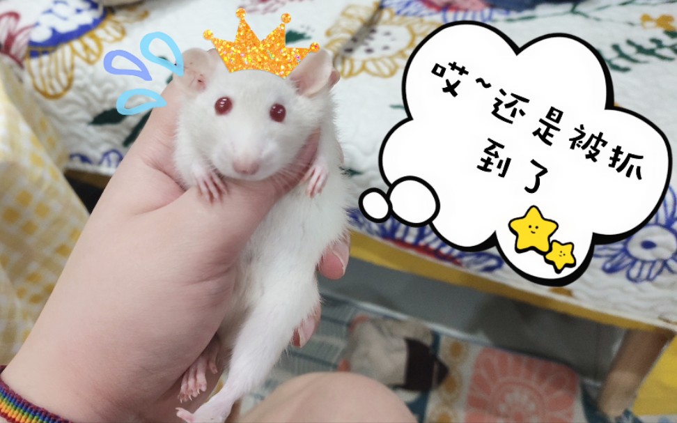 花枝鼠奶盖飞檐走壁臂力惊人花枝鼠奇葩行为大赏②