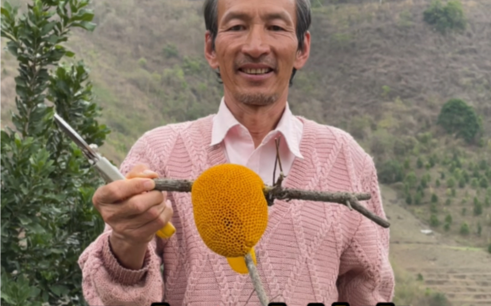 这是云南的小挂蜜 非常不好找 但是非常香甜好吃😋