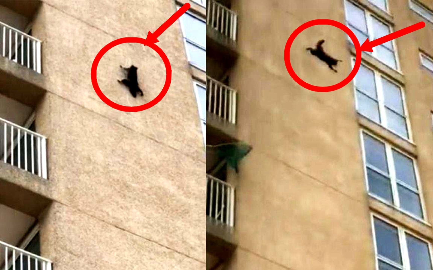 一只黑猫从7层高楼坠落，竟奇迹生还！