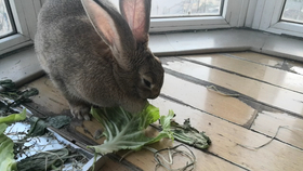 兔子的视角是多少度 192ab053055b3ed808f81afcd8c94654cdf1baee.png@280w_158h_1c_100q.jpg