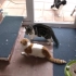 超强战斗力猫咪打架集合，戒猫视频