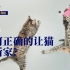 【科普向】如何正确地让新猫进家 养猫GEEK研习社VOL.5