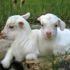 【动物世界真有趣】小羊们的世界