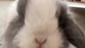 194bd15774f38c3034f9b78b45ab69bcc2c744e8.jpg@280w_158h_1c_100q.jpg