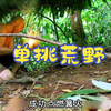 德爷单挑荒野 德爷东南亚雨林求生