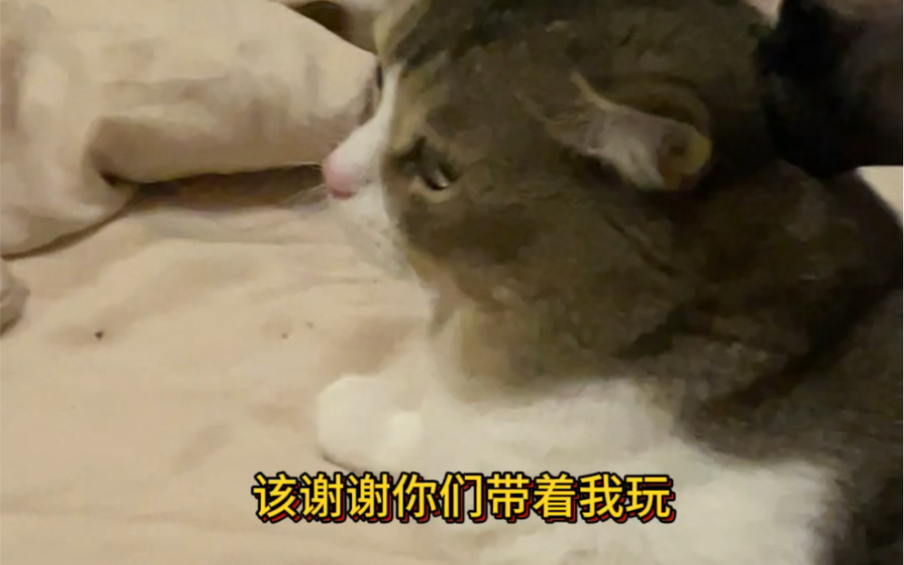 当我成为我家猫play里的一环 Caesar Cat Caesar Cat 哔哩哔哩视频 1355