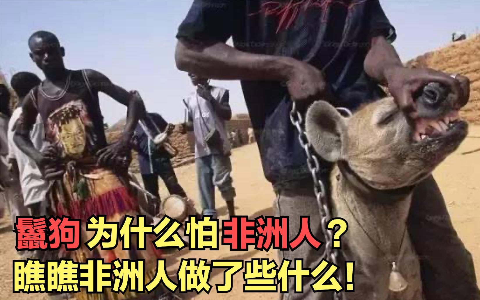 鬣狗连狮子都不怕，为何怕非洲人？看看非洲人干了什么！