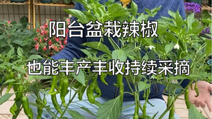 19a23e34245a908f702ef7fe1633bd2d6d3604e7.jpg@310w_174h_1c_100q.jpg