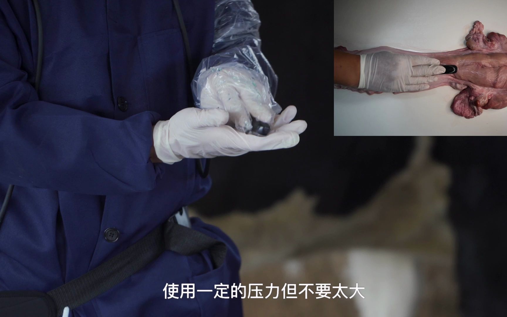 跟王老师在线学用牛B超机给牛验胎，零基础也能学