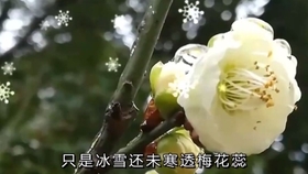 陶笛梅花泪曲谱_陶笛曲谱12孔(3)