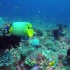 【海底世界】珊瑚中的小鱼多种多样