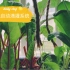 阳台菜园Vlog-自制麻绳自动滴灌系统｜菜园生活巧思｜小菜园再也不怕没人浇水啦