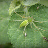 Peucetia viridans Green Lynx Spider