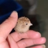 出生只有指甲盖大小，特别喜欢挠痒痒小鸟！