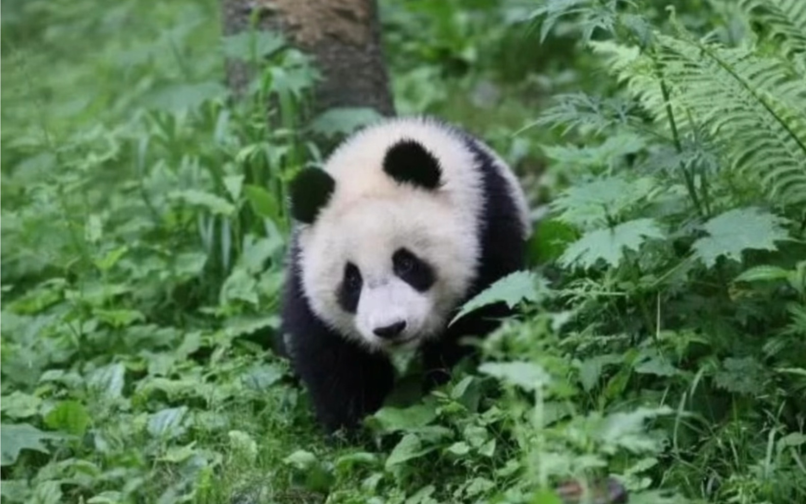 励志熊猫小核桃，妈妈触电身亡后，独自完成野化，顺利放归大自然