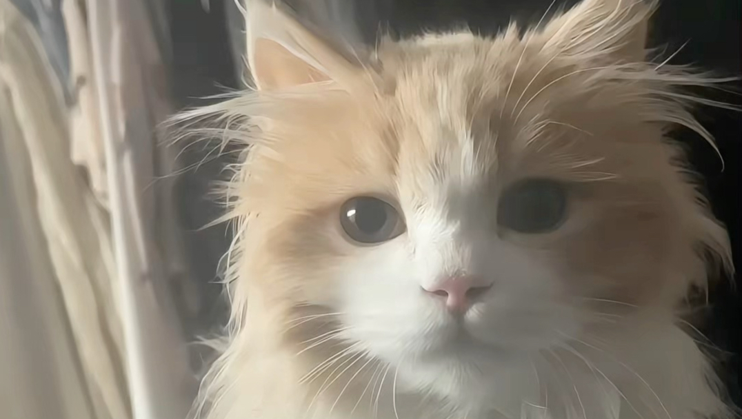 关于淡猫爱人的方式