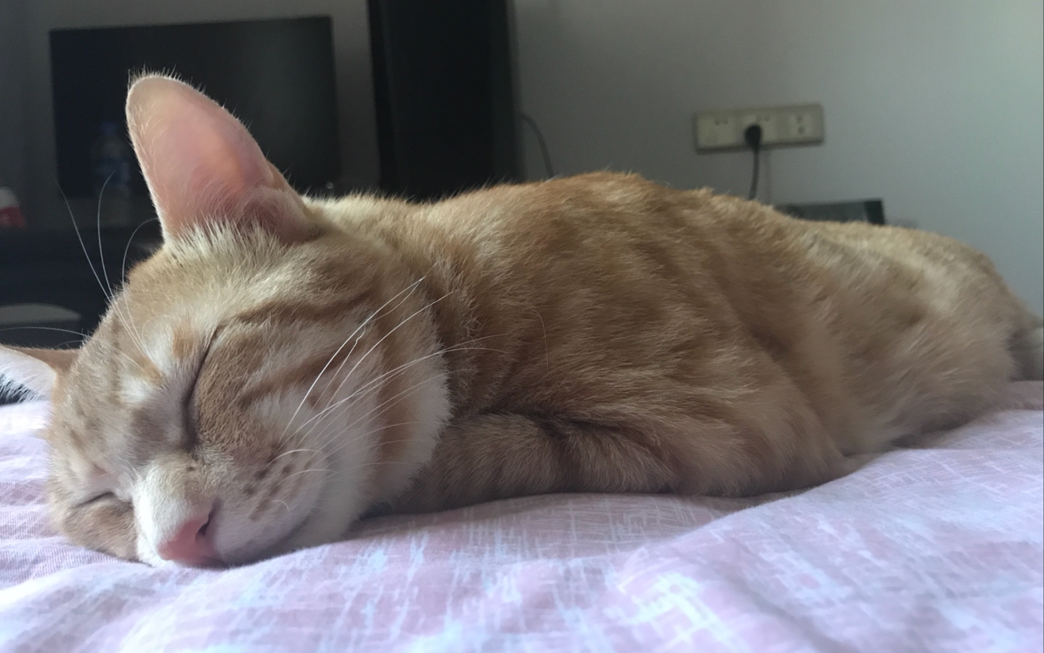 十只橘猫九只胖
