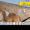 一只小羊入睡需要几分钟