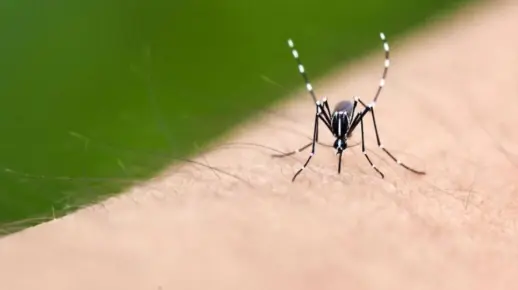 [福建简称闽]你永远不知道福建的蚊子有多可怕