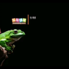 初二生物课堂：两栖动物的生殖和发育