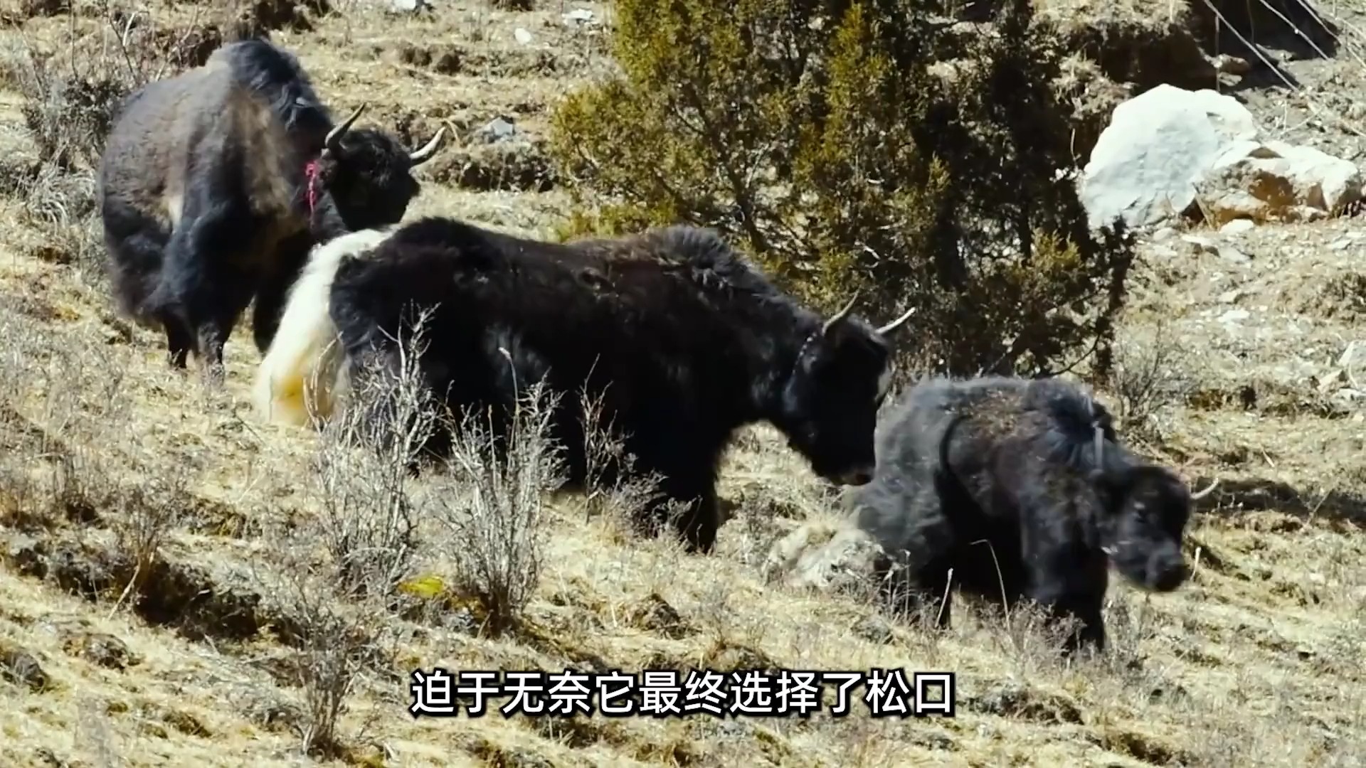 雪豹布琳卡的幼崽好不容易长大了，却意外走丢在了雪山之巅