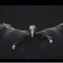 【BTS/防弹】black swan jimin独舞&VCR BGM音频版（附加绝美舞蹈视频/看一下简介吧）