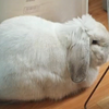 【垂耳兔】偷拍猫猫洗澡又被发现