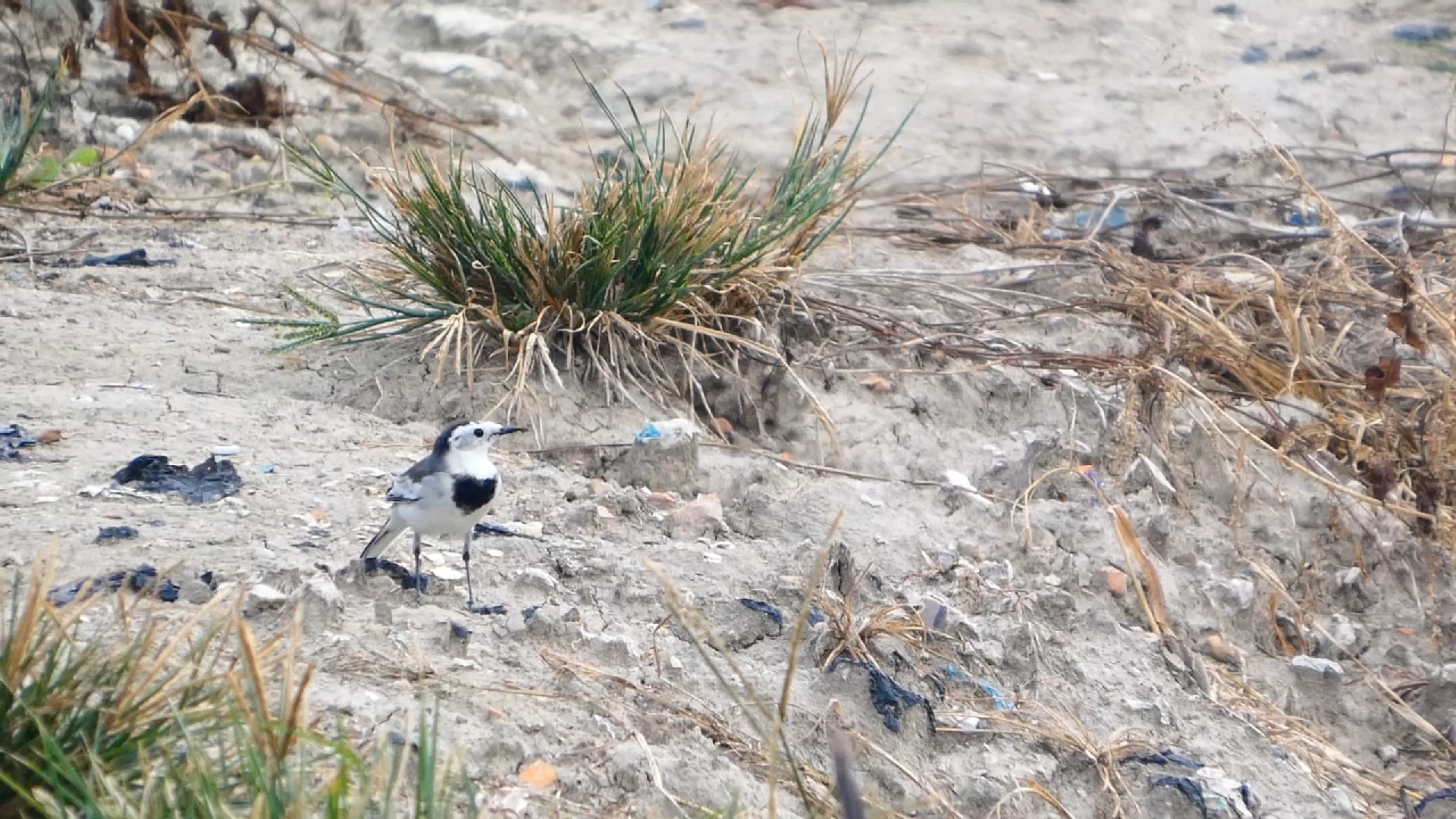 莆田宁海大桥: 黑领椋鸟 东亚石鵖 苍鹭 珠颈斑鸠 斑纹鸟 北红尾鸲 灰头鹀 白鹡鸰 大白鹭 黑水鸡 白胸苦恶鸟 黑翅鸢 沙锥 麻雀 金翅雀 小白鹭 中白鹭 绿