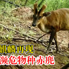 云南麒麟再现红色濒危物种赤麂：胆小谨慎，习惯单独活动