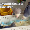 紫罗兰和紫面薰的鸟宝一个月了，经过20多天的手养，他们见面竟然会这样