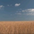 【风吹麦浪】白噪音 无循环丨 保加利亚实景拍摄丨虫鸣丨鸟啼丨麦浪声～4hrs