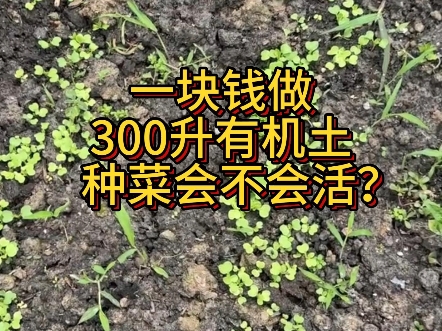【堆肥试种实验】用做了300升的堆肥土，上面直接撒上菜籽会不会活？