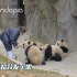 富裕的四川家庭，人手四只熊猫