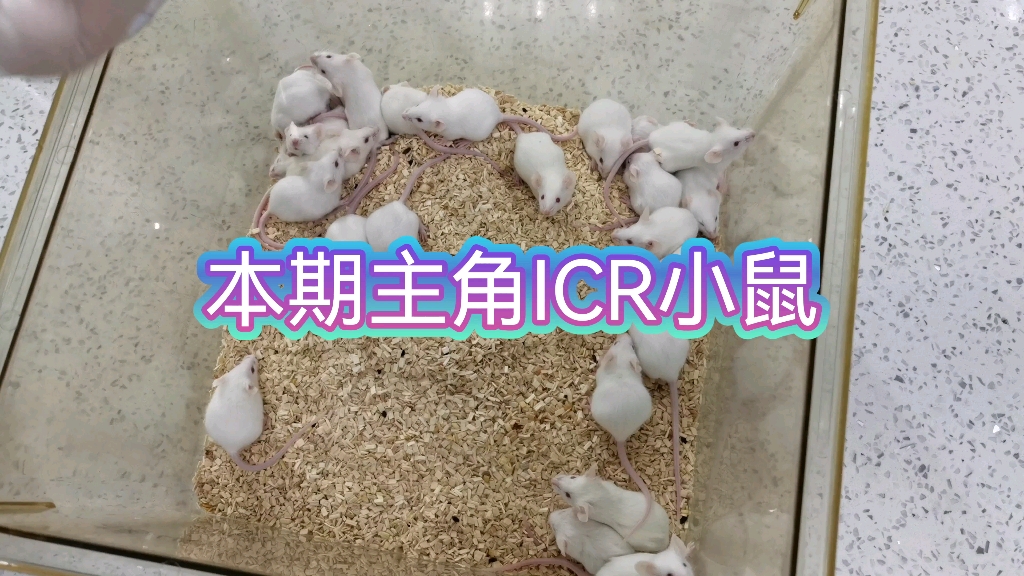 什么叫ICR小鼠？