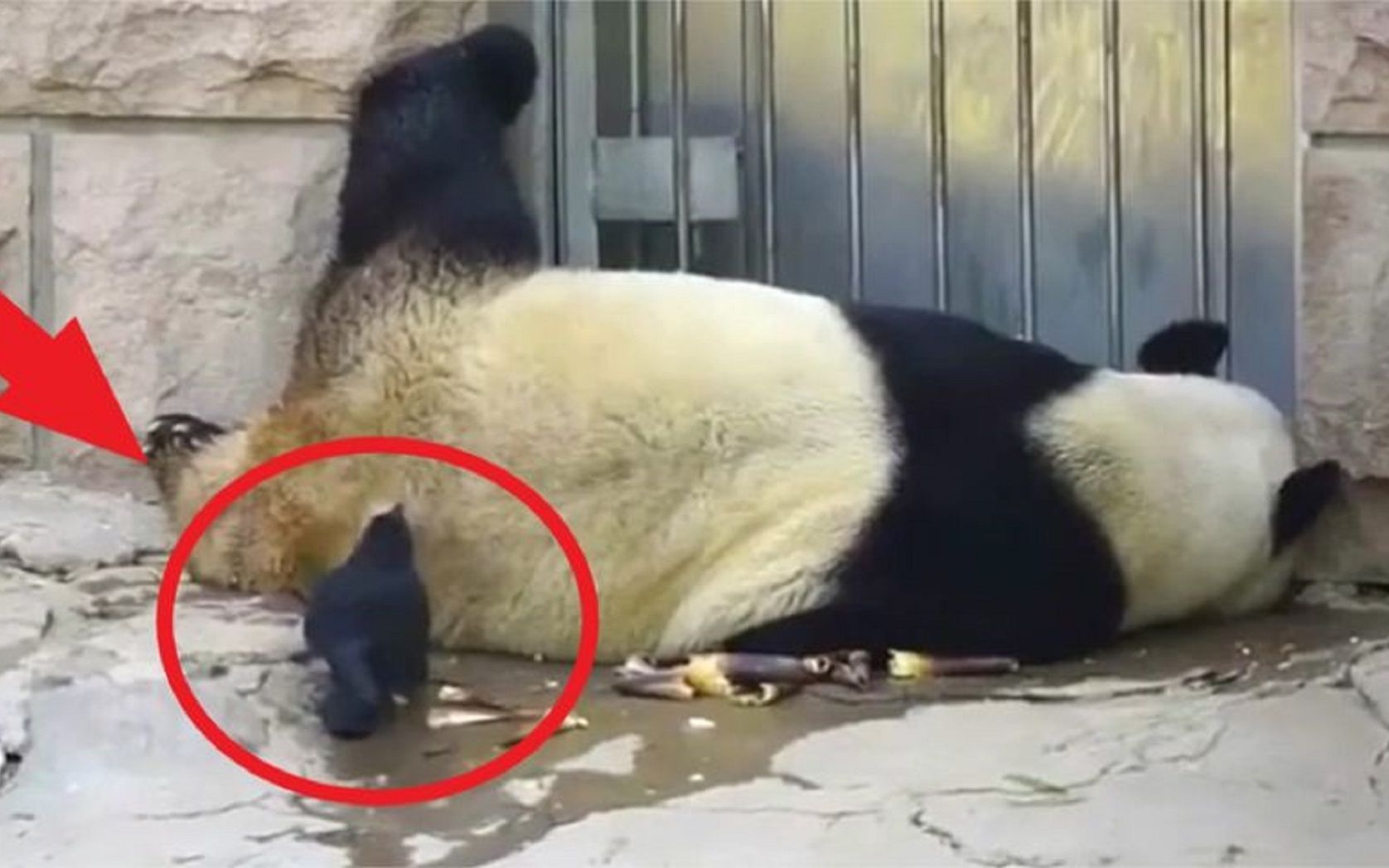 乌鸦偷薅熊猫毛，熊猫忍无可忍，直接“辣手摧鸟”！