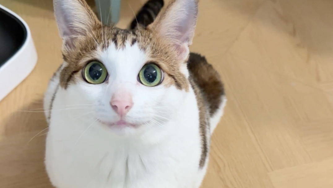 我发誓我只养一只猫！