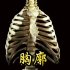 胸廓（胸骨、肋、椎骨）