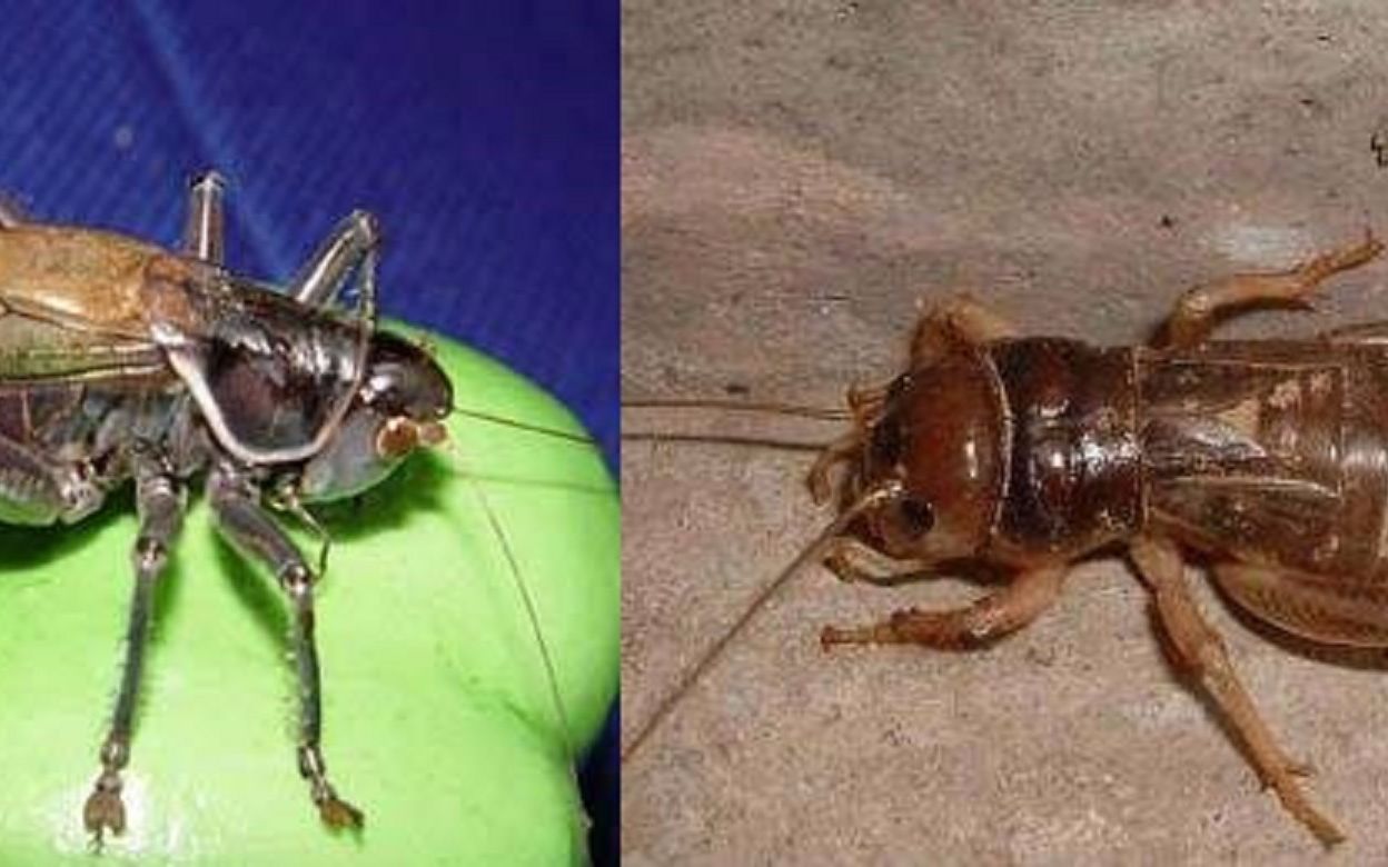 南北大战之生猛的花生大蟋蟀抵御优雅蝈螽的攻击