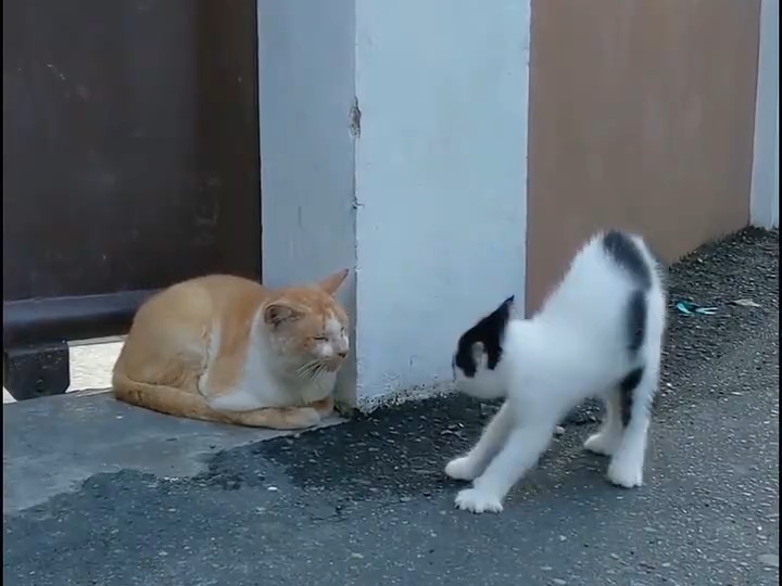 猫儿这个情绪稳定