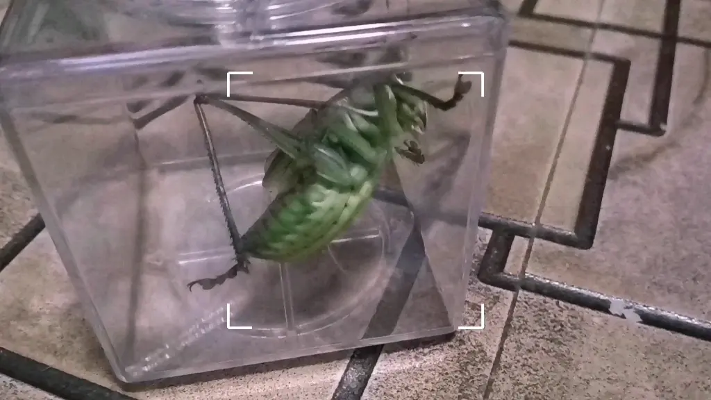 虫王争霸赛第三季之优雅蝈螽vs星天牛