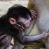 出生十八天的小猴子就会拽奶嘴了，泰胖拽过妈妈的奶嘴就往嘴里放