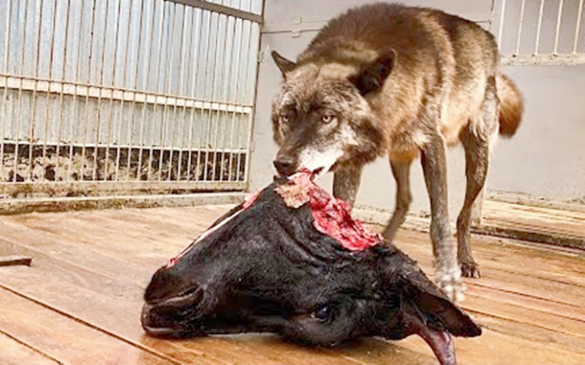 大黑狼第一次吃生牛头，会爆发野性吗？