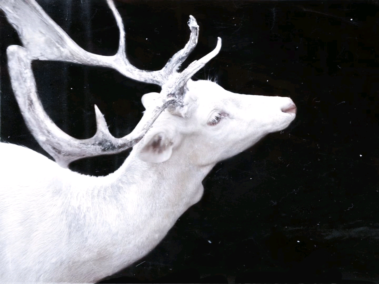 【White】pale skin-苍白透明的肤色/冷白皮