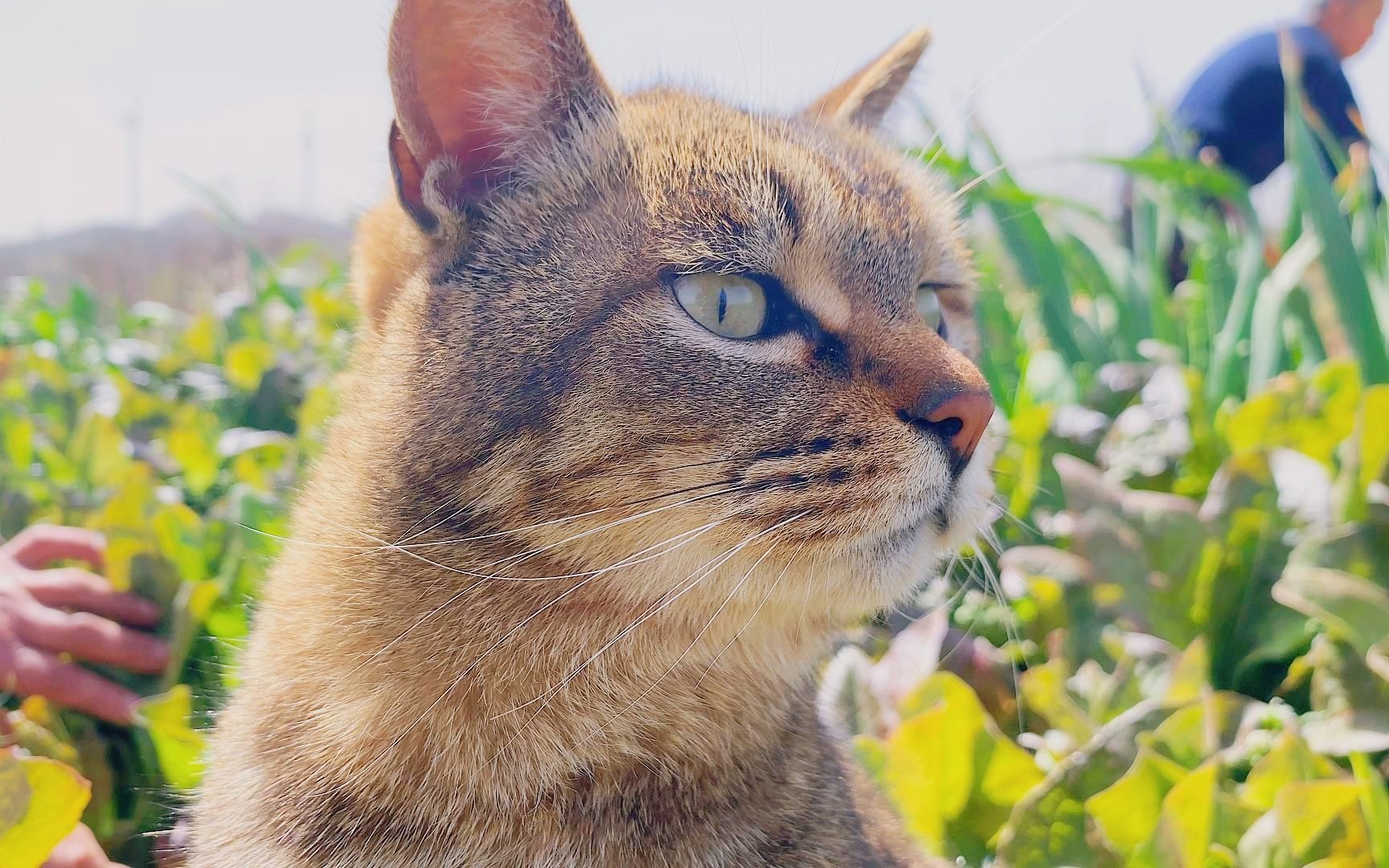 狸花猫去菜园种菜，表情包瞬间上线，太可爱了！