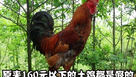 1bba5831b4bc75532a4d946f5d13a900997d12a9.jpg@280w_158h_1c_100q.jpg
