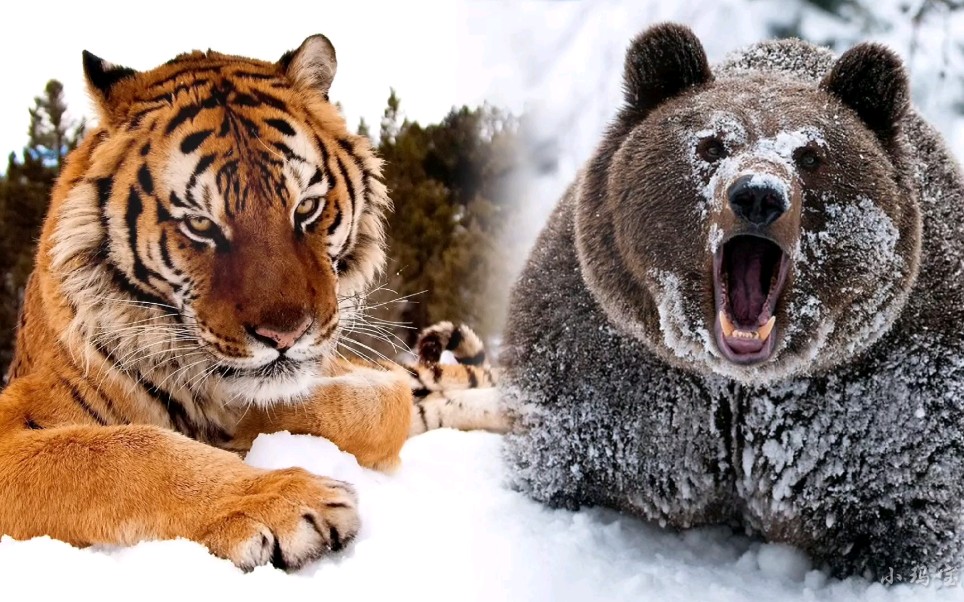 东北虎vs乌苏里棕熊，胖虎总是想刁难大熊