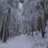 漫步在雪林-冬季森林风光4K